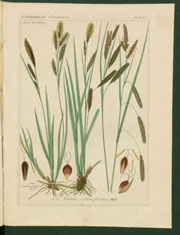 Carex erythrostachys Hoppe und Carex claviformis Hoppe